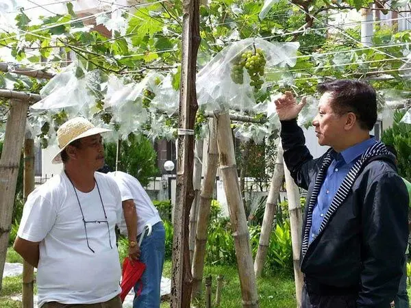 Andrew Tan Vineyard in Batangas