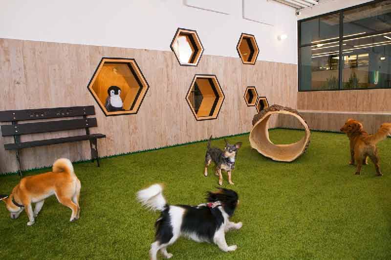 amenities in condo hotel village clubhouse pet-friendly pool outdoor spaces wellness dog park